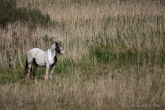 DSC00503