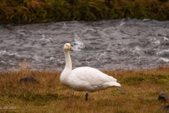 p1560481
