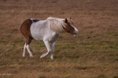 p1560605