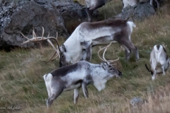 p1571491