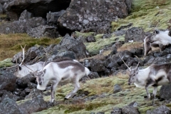 p1571627