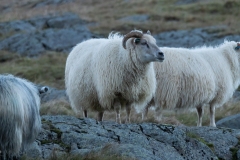 p1571674