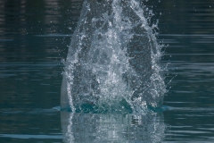 p1482632
