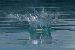p1482709