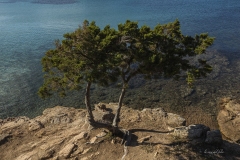 p1156593