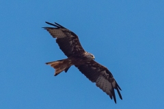p1291724