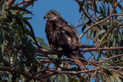 p1291809