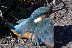 22d86575-6d1e-4079-9164-fde7195da160_1_201_a