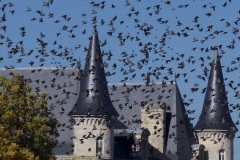 8cfeb82d-034b-40c2-9c5a-954d1a072f11_1_201_a