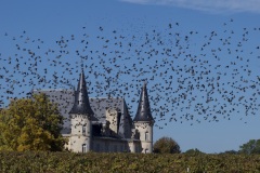 970ee492-4ae4-4280-b4ee-1c88fa16a204_1_201_a