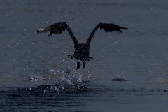 p1357553