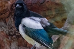 p1379607