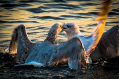 Mouettes , prise de bec