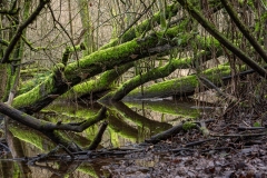 Le-Gevre-bois-mort