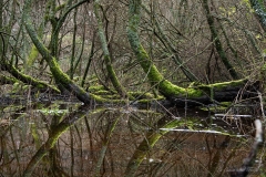 Le-Gevre