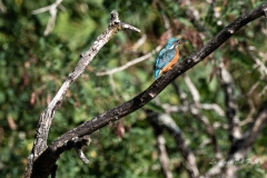 dsc00230
