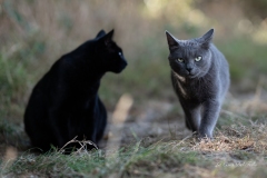 Les Animaux domestiques