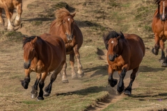 Troupeau de chevaux courant dans les Pyrénées
