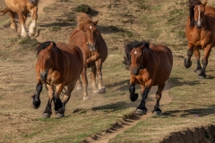 Troupeau de chevaux courant dans les Pyrénées