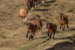 Chevaux au galop dans les Pyrénées