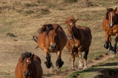 Chevaux au galop dans les Pyrénées
