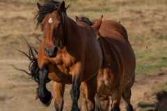 Troupeau de chevaux en mouvement dans les Pyrénées