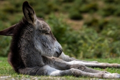 Âne domestique couché dans l’herbe