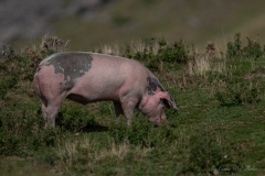 Cochon domestique dans une prairie
