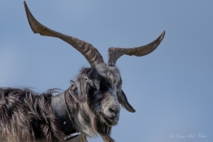 Portrait de chèvre aux grandes cornes