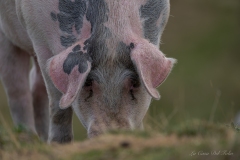 Portrait de cochon en extérieur