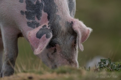 Cochon domestique en gros plan