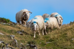 Troupeau de moutons dans les Pyrénées