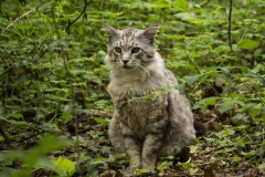 p1046315-enhanced-nr