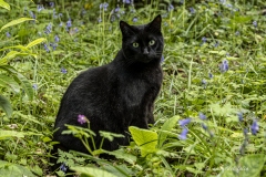 p1134667-enhanced-nr