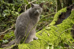 p1170533-enhanced-nr