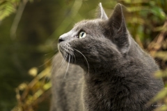 p1170546-enhanced-nr