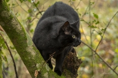 p1205234-enhanced-nr