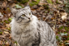 p1205243-enhanced-nr