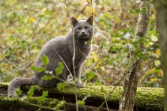 p1205281-enhanced-nr