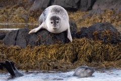 Les Animaux sauvages