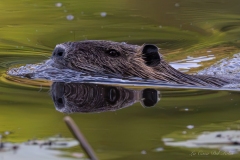 Ragondin nageant avec son reflet dans l’eau
