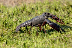 Écrevisse de Louisiane dans l’eau en Brenne