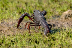 Écrevisse de Louisiane dans l’eau en Brenne