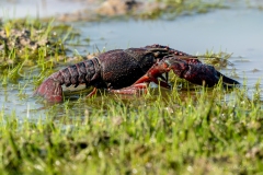 Écrevisse de Louisiane dans l’eau en Brenne