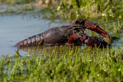 Écrevisse de Louisiane dans l’eau en Brenne