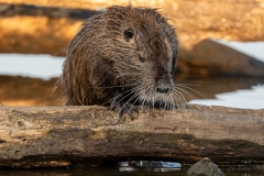 Ragondin au bord de l’eau – photographie animalière