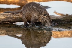 Ragondin au bord de l’eau – photographie animalière