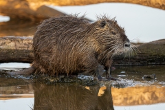 Ragondin au bord de l’eau – photographie animalière