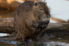 Ragondin au bord de l’eau – photographie animalière