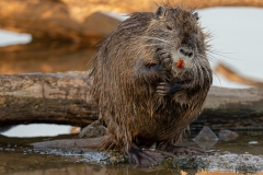 Ragondin au bord de l’eau – photographie animalière